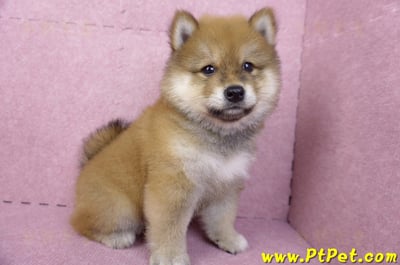 03/09赤色長毛柴犬公幼犬(高雄三民)5