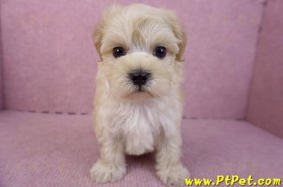 12/10馬爾泰迪公幼犬1號(高雄仁武)2