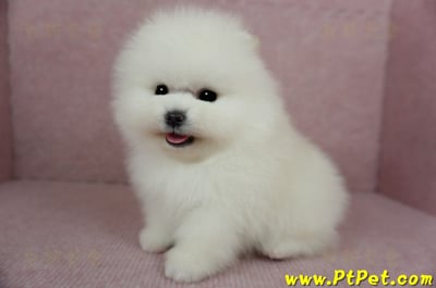 12/27迷你型松鼠白博美公幼犬1號(高雄前鎮)10