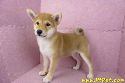 05/07赤色柴犬母幼犬8