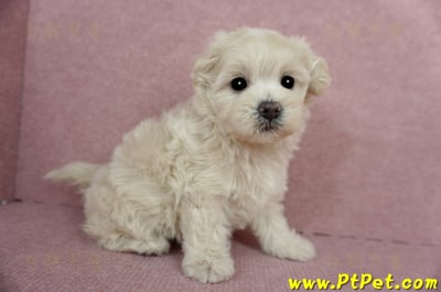 03/31奶油色馬爾泰迪母幼犬3號(屏東恆春)8