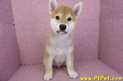 07/11赤色柴犬公幼犬3
