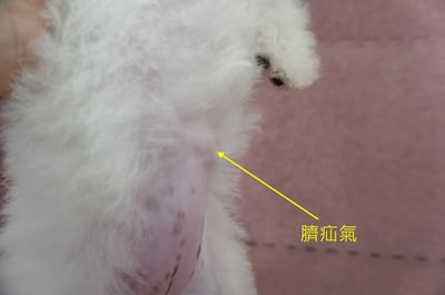 05/20比熊犬母幼犬2號(台南東區)8