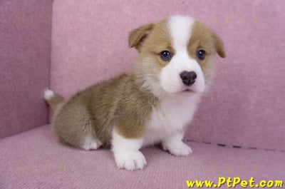 11/30雙色柯基犬公幼犬1號(屏東萬丹)3