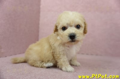 11/08泰迪比熊母幼犬3號(桃園蘆竹)3