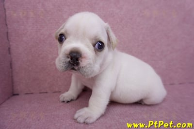 03/21奶白色法國鬥牛公幼犬3號6