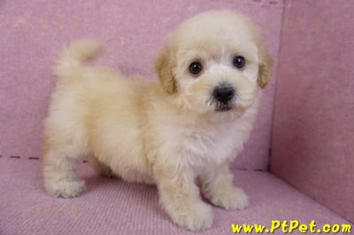 09/23泰迪比熊母幼犬(高雄鳳山)8