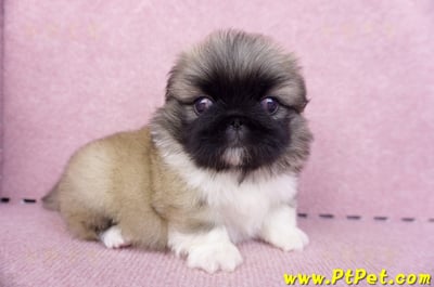 10/31松色北京狗公幼犬(新北新莊)5