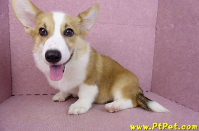 04/28雙色柯基犬公幼犬(屏東潮州)13