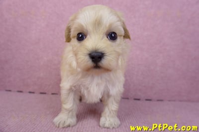 12/10馬爾泰迪公幼犬2號2