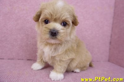 08/06奶油色馬爾泰迪母幼犬1號(桃園新屋)12