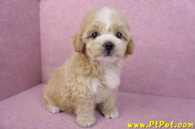 11/02馬爾泰迪母幼犬1號/(高雄小港)3