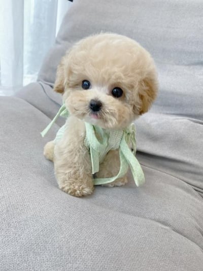 泰迪貴賓犬介紹4