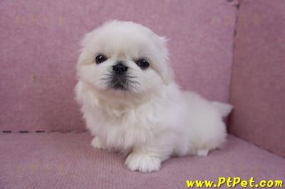 12/17北京狗公幼犬2號11