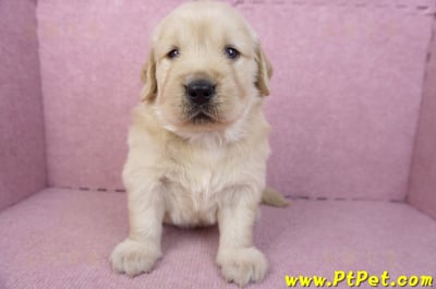 01/10黃金獵犬公幼犬2號4