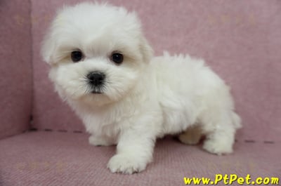 04/17迷你型馬爾濟斯公幼犬(台中北屯)9