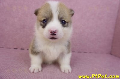 04/16雙色柯基犬母幼犬1號3