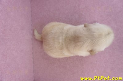 11/14黃金獵犬母幼犬1號(高雄前鎮)7