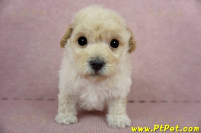 03/12泰迪比熊公幼犬2號(新竹香山)3