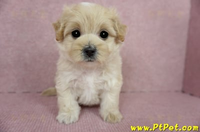 03/02馬爾泰迪母幼犬2號(台東卑南)4