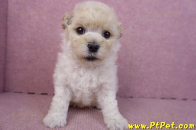 01/01泰迪比熊母幼犬2