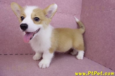 08/05雙色柯基犬公幼犬(新北新店)11