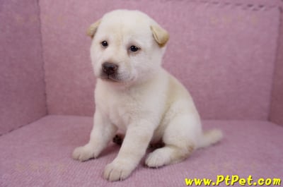 05/24白色柴犬母幼犬2號5