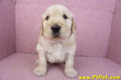 01/10黃金獵犬母幼犬1號(高雄左營)1