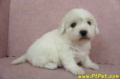 11/04比熊犬母幼犬1號(新竹市)4