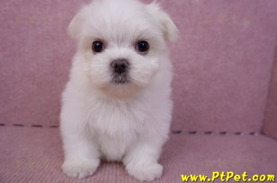 06/26迷你型馬爾濟斯公幼犬1號(台北南港)3