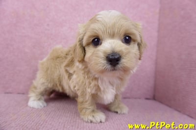 02/20馬爾泰迪母幼犬2號(高雄前鎮)4