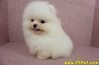 03/14迷你型松鼠白博美公幼犬2號(台北士林)9