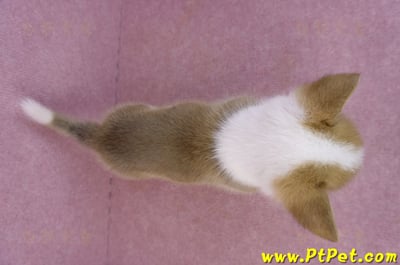 04/16雙色柯基犬母幼犬(桃園市)12