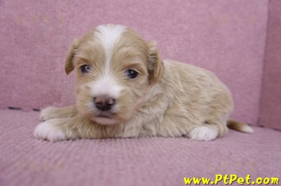 01/30馬爾泰迪公幼犬2號4