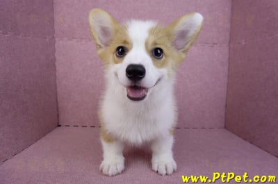 08/05雙色柯基犬公幼犬(新北新店)3