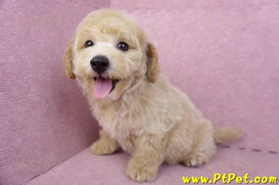 08/14泰迪比熊公幼犬3號(高雄新興)1