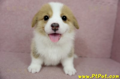 02/09雙色柯基犬母幼犬1號(台南安定)1