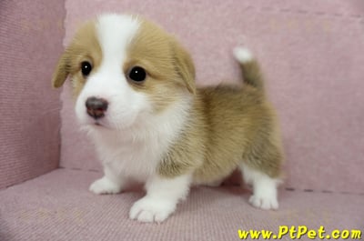 02/09雙色柯基犬母幼犬1號(台南安定)11