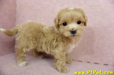 01/15奶油色馬爾泰迪 II 母幼犬(新竹市)5