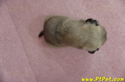 04/02巴哥母幼犬3號(新北林口)5