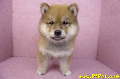 03/09赤色長毛柴犬公幼犬(高雄三民)2