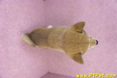 05/24赤色柴犬公幼犬2號11