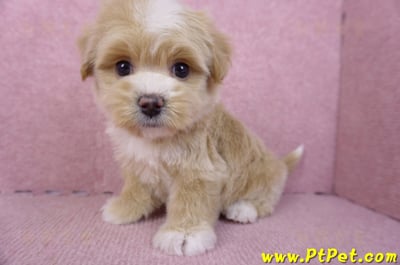 01/30馬爾泰迪公幼犬1號(花蓮市)10