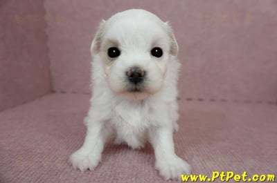 03/14白色馬爾泰迪母幼犬(屏東長治)2