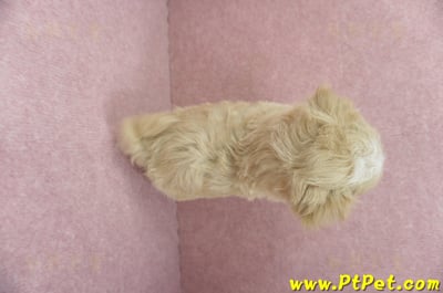 04/11奶油色馬爾泰迪公幼犬1號(桃園市)14