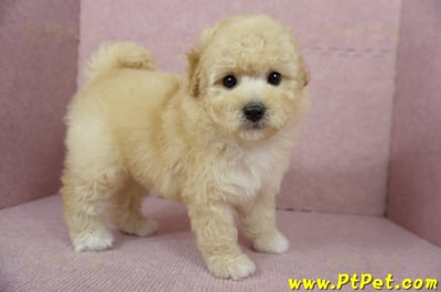 11/26迷你型奶油貴賓公幼犬(屏東市)8