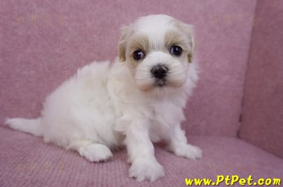 07/18馬爾泰迪母幼犬3