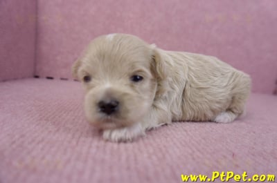 10/03馬爾泰迪母幼犬8