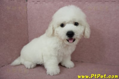 05/22比熊犬公幼犬(屏東潮州)5