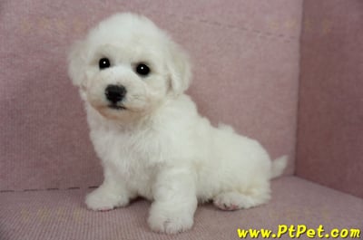 01/12比熊犬公幼犬(花蓮吉安)10